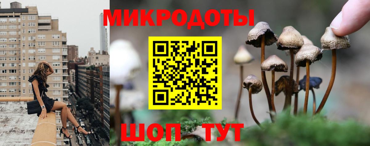 Псилоцибиновые грибы мицелий Новоалтайск